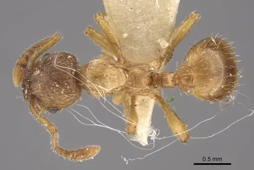 Myrmica arnoldii - CASENT0917691