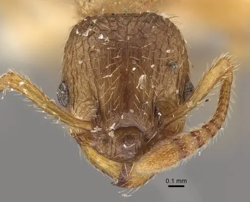 Myrmica arnoldii - CASENT0917691