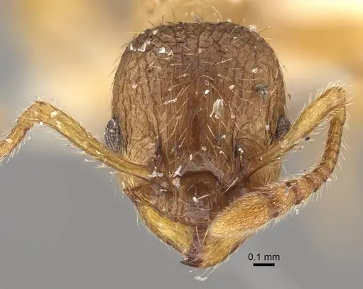 Myrmica arnoldii - CASENT0917691