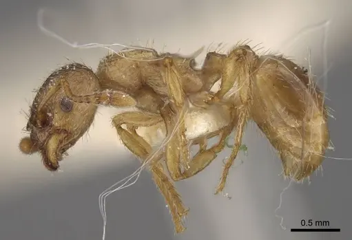 Myrmica arnoldii - CASENT0917691