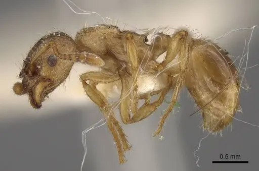 Myrmica arnoldii - CASENT0917691