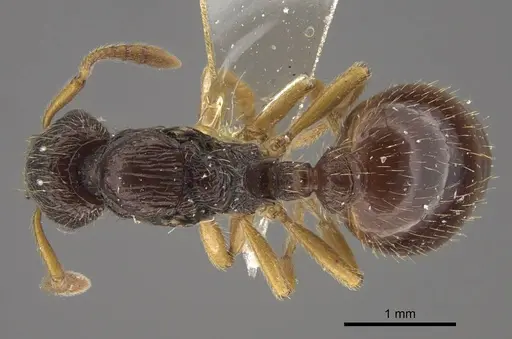 Myrmica arnoldii - CASENT0917692