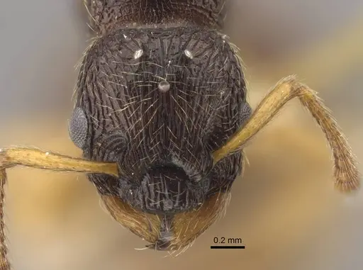 Myrmica arnoldii - CASENT0917692