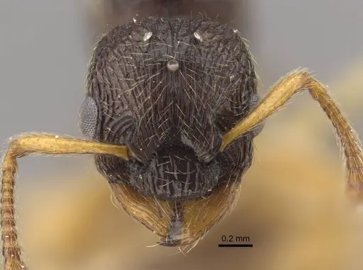 Myrmica arnoldii - CASENT0917692