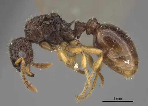 Myrmica arnoldii - CASENT0917692