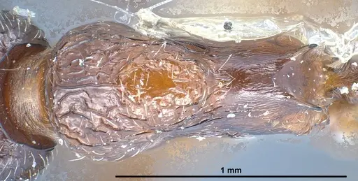 Myrmica bactriana specimen