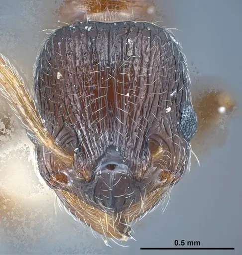 Myrmica bactriana specimen