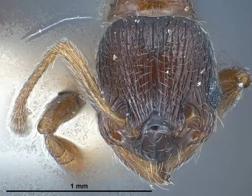 Myrmica bactriana specimen