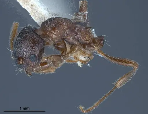 Myrmica bactriana - ANTWEB1008449