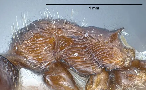 Myrmica bactriana - ANTWEB1008449