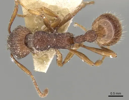 Myrmica bergi specimen