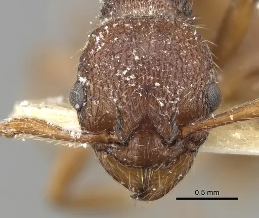 Myrmica bergi specimen