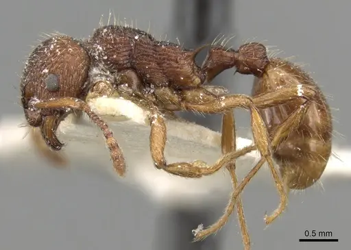 Myrmica bergi - CASENT0280824
