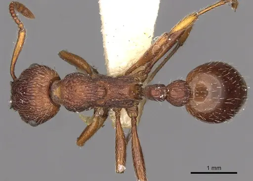 Myrmica bergi - CASENT0900284