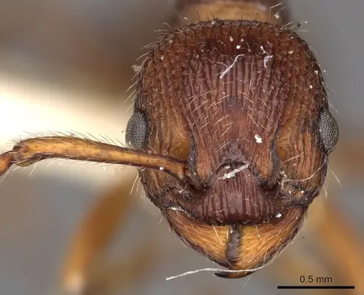 Myrmica bergi - CASENT0900284