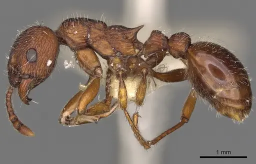Myrmica bergi - CASENT0900284