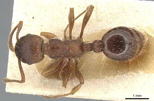 Myrmica bergi - CASENT0904086