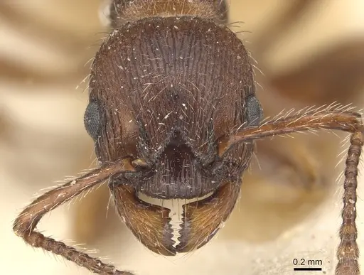 Myrmica bergi - CASENT0904086