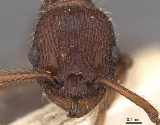 Myrmica bergi - CASENT0907633