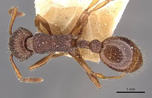 Myrmica bergi - CASENT0907651