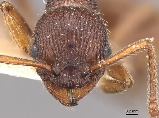 Myrmica bergi - CASENT0907651