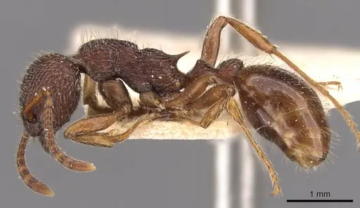 Myrmica bergi - CASENT0907651