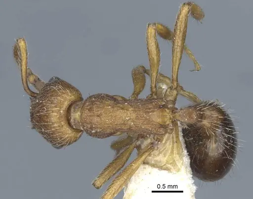 Myrmica bergi - CASENT0916878