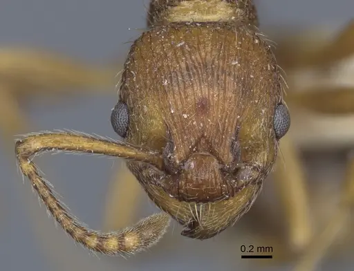 Myrmica bergi - CASENT0916878