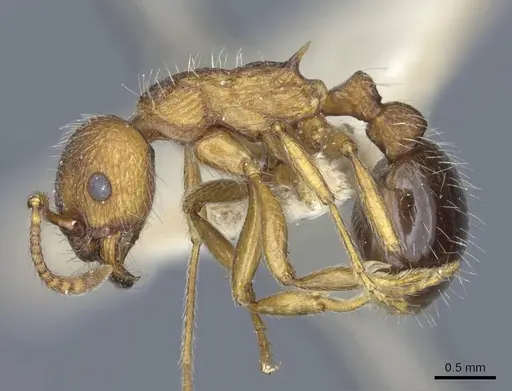 Myrmica bergi - CASENT0916878