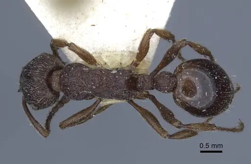 Myrmica bergi - CASENT0916880