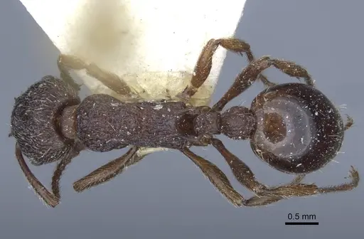 Myrmica bergi - CASENT0916880