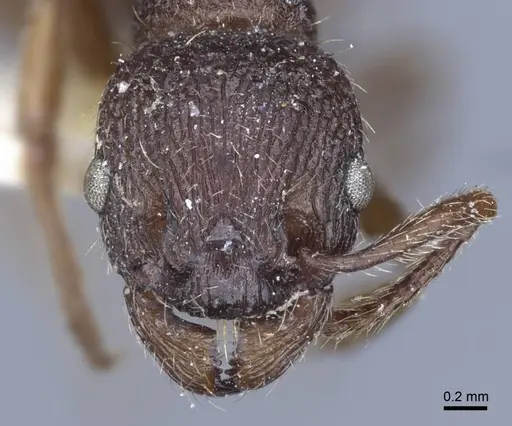 Myrmica bergi - CASENT0916880