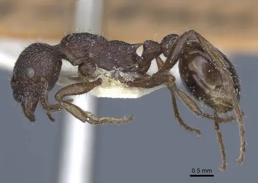 Myrmica bergi - CASENT0916880