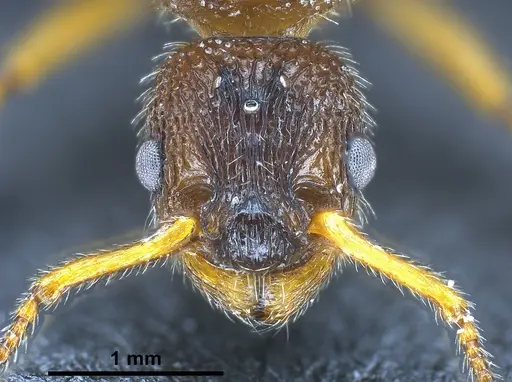 Myrmica bibikoffi specimen