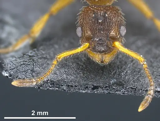 Myrmica bibikoffi - ANTWEB1041363