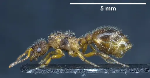 Myrmica bibikoffi - ANTWEB1041363