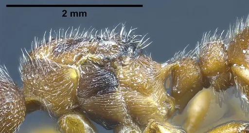 Myrmica bibikoffi - ANTWEB1041363