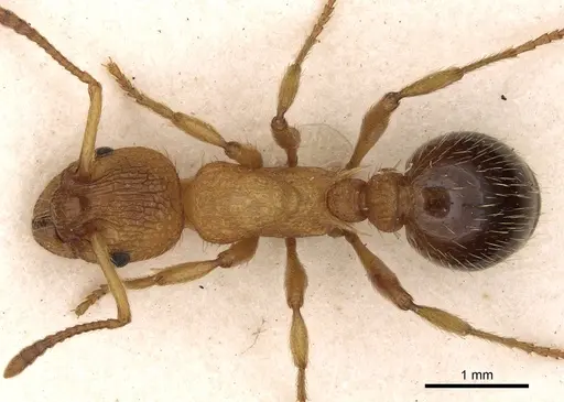 Myrmica bibikoffi - CASENT0900283