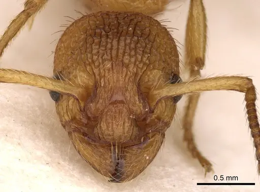 Myrmica bibikoffi - CASENT0900283