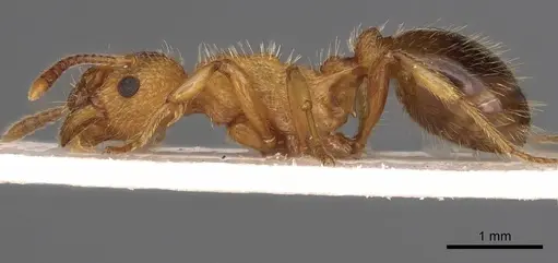Myrmica bibikoffi - CASENT0900283
