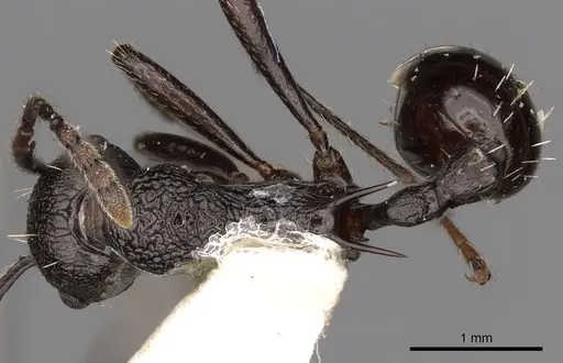 Myrmica boltoni specimen