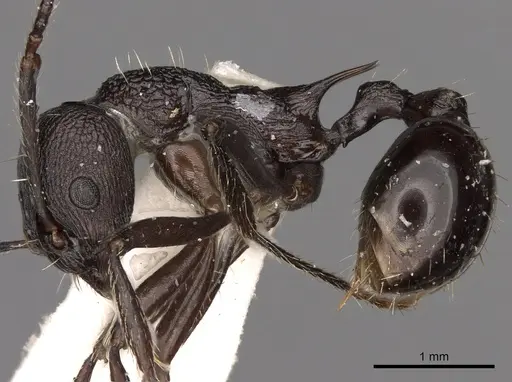 Myrmica boltoni specimen