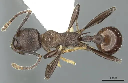Myrmica boltoni - CASENT0913060