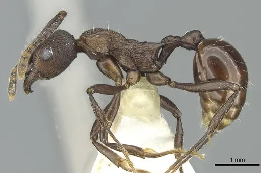 Myrmica boltoni - CASENT0913060