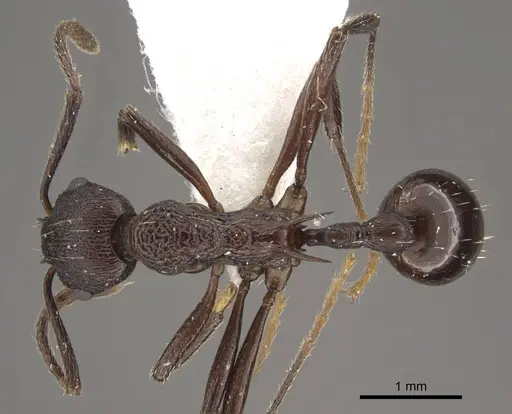 Myrmica boltoni - CASENT0917729