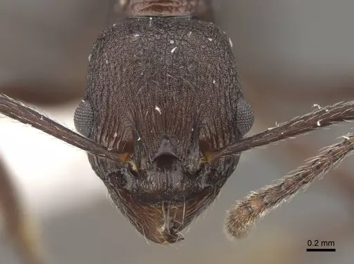 Myrmica boltoni - CASENT0917729
