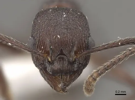 Myrmica boltoni - CASENT0917729