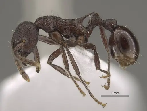 Myrmica boltoni - CASENT0917729