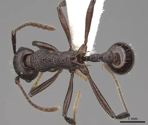 Myrmica boltoni - CASENT0922777