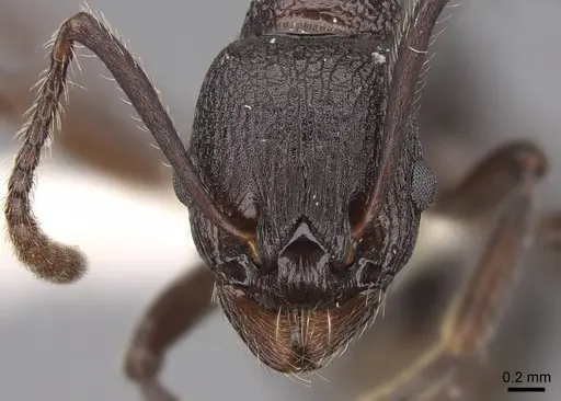 Myrmica boltoni - CASENT0922777